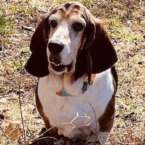 Paddy (bonded with Annie