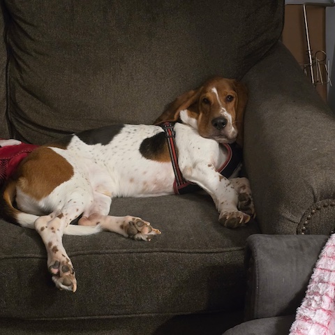 Roscoe