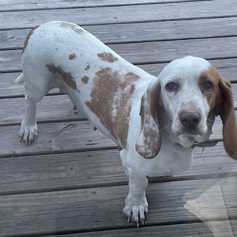 Delilah (bonded with Knox)