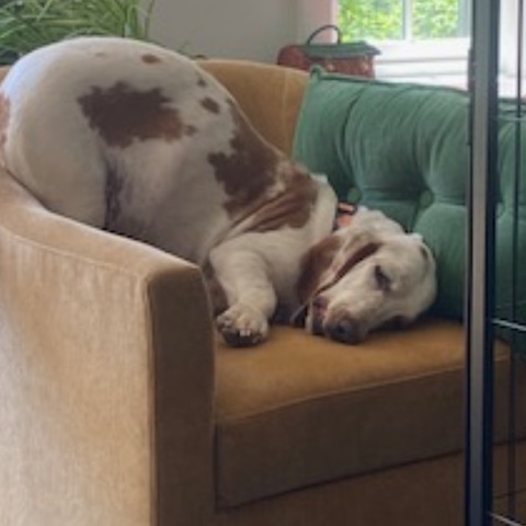 Delilah (bonded with Knox)