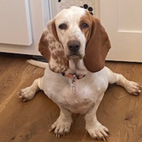 Delilah (bonded with Knox)
