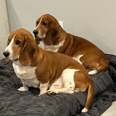Homer (bonded with Sam)