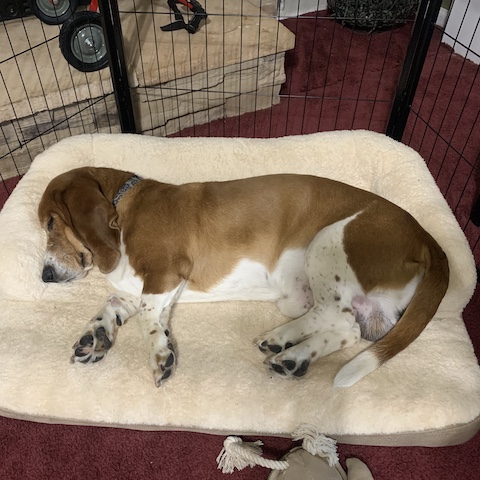 Homer (bonded with Sam)