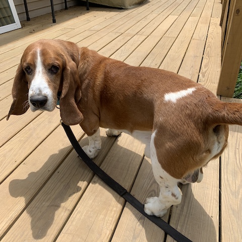 Homer (bonded with Sam)