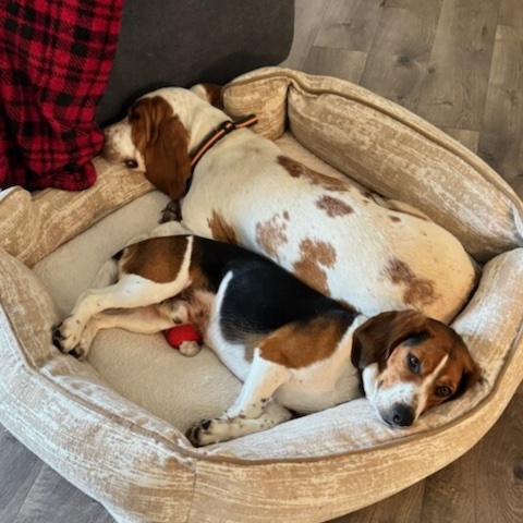 Knox (bonded with Delilah)