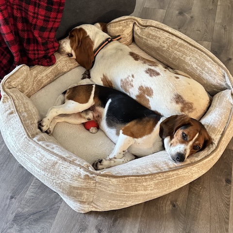 Delilah (bonded with Knox)