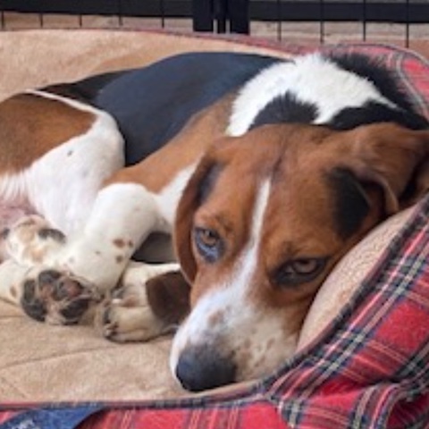 Knox (bonded with Delilah)