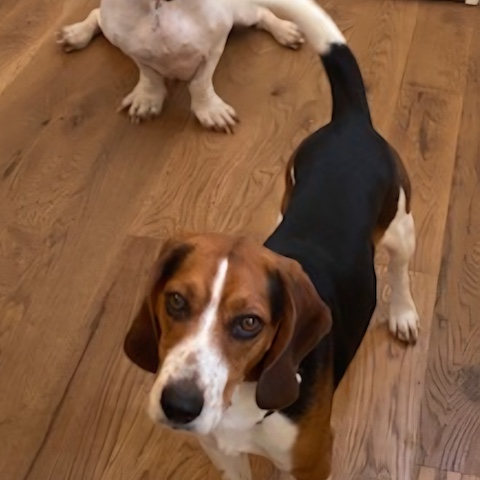 Knox (bonded with Delilah)