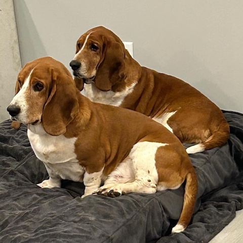 Sam (bonded with Homer)