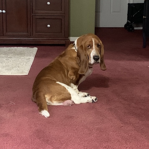 Sam (bonded with Homer)