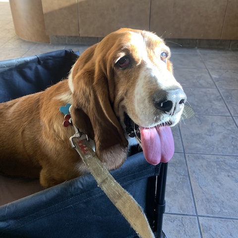 Sam (bonded with Homer)