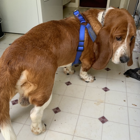 Sam (bonded with Homer)