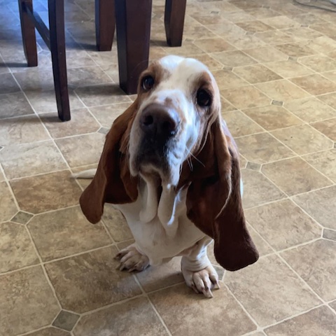 Hazel