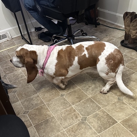 Hazel