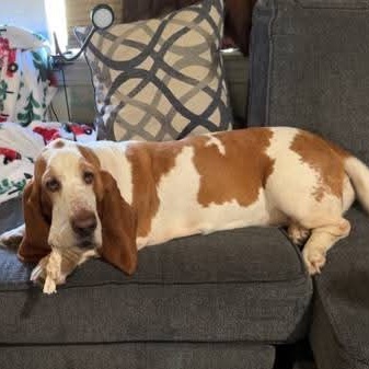 Hazel