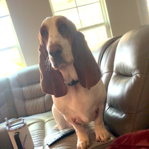 Maggie (bonded with Murphy)