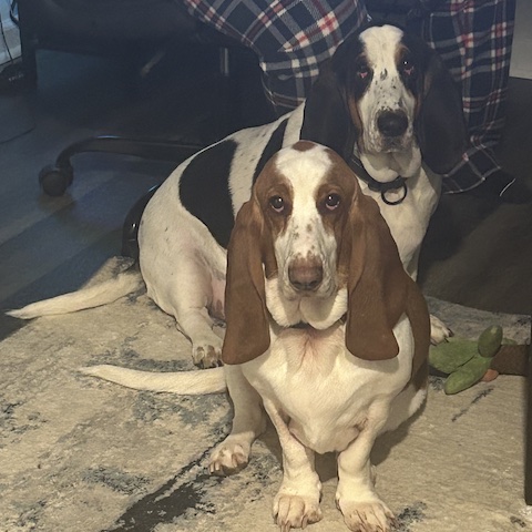 Murphy (bonded with Maggie)