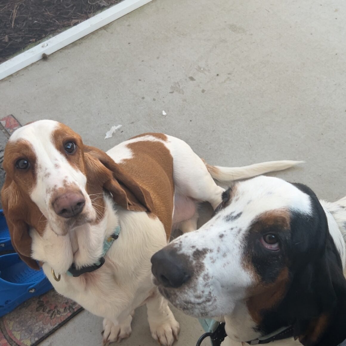 Murphy (bonded with Maggie)