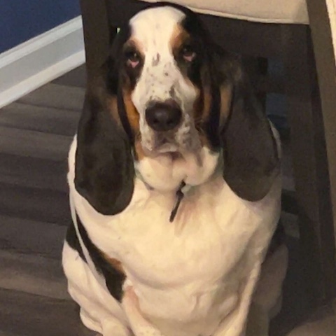 Murphy (bonded with Maggie)