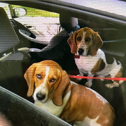 Buddy (bonded with Beau)