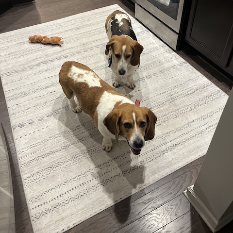 Buddy (bonded with Beau)