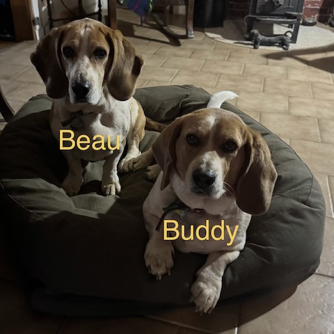 Buddy (bonded with Beau)