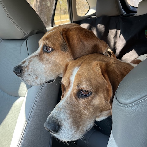Buddy (bonded with Beau)