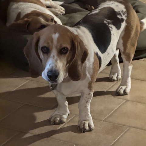 Buddy Buddy (bonded with Beau)