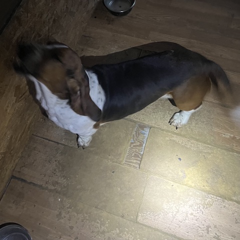 Harvey Harvey