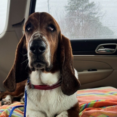 Harvey3 Harvey