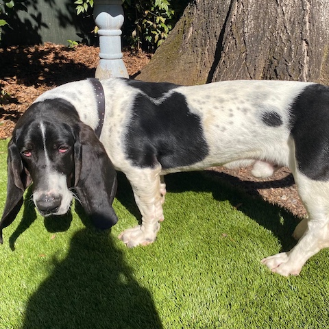 Oreo McKirkland Randolph