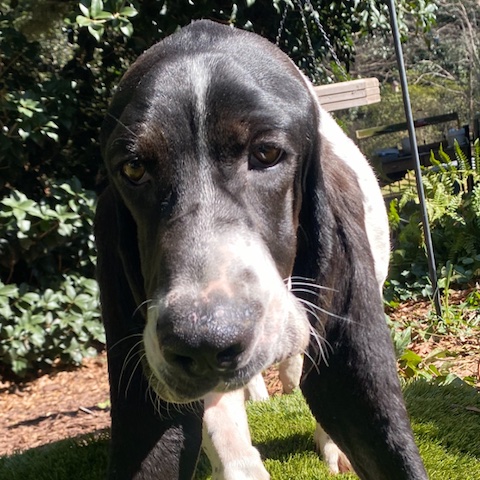 Oreo McKirkland Randolph