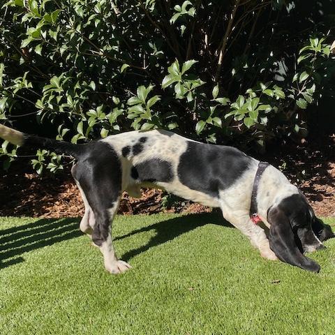 Oreo McKirkland Randolph