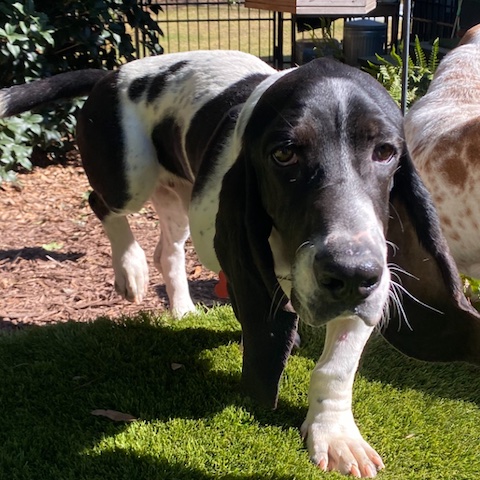 Oreo McKirkland Randolph