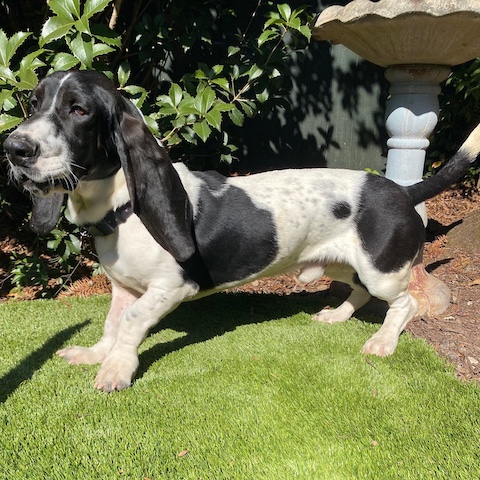 Oreo McKirkland Randolph