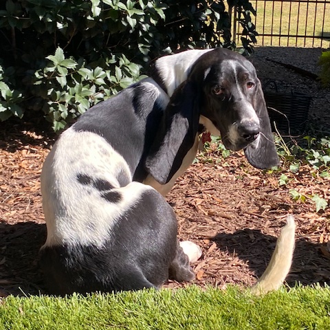 Oreo McKirkland Randolph