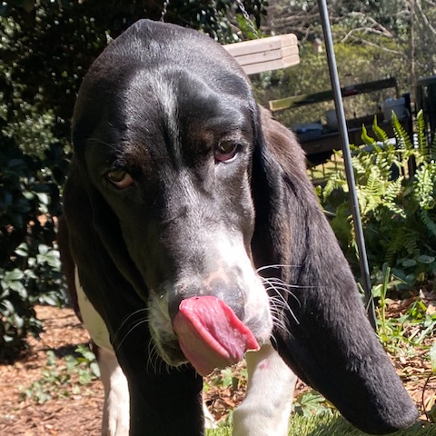 Oreo McKirkland Randolph