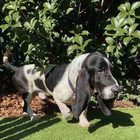 Oreo McKirkland Randolph