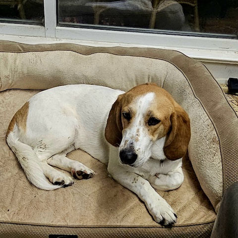 Sweet Sadie