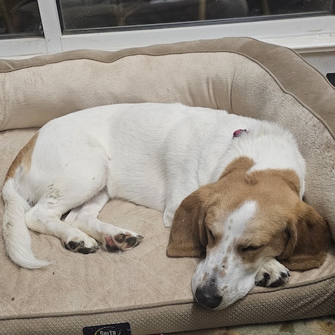 Sweet Sadie