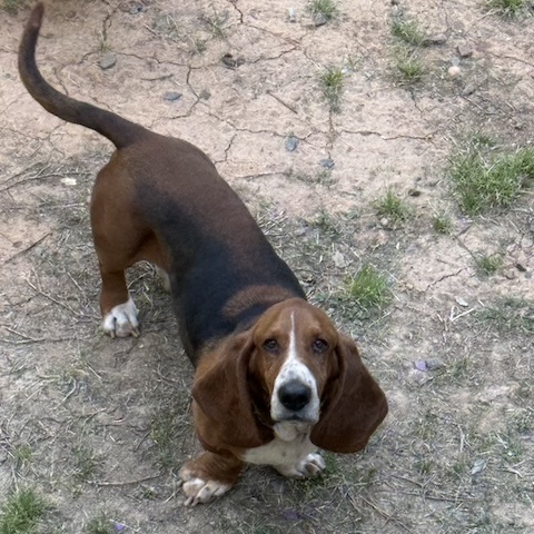 Beauregard3 Beauregard