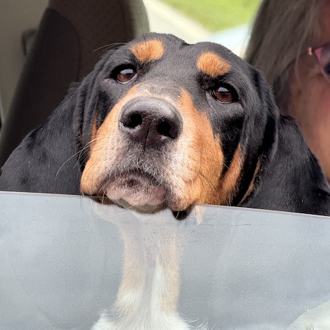 Cotton car ride Cotton