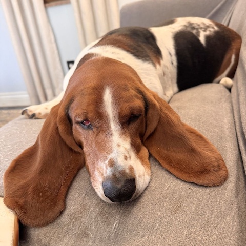 Daisy Mae