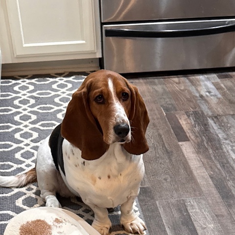 Daisy Mae