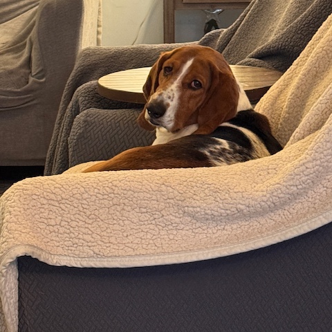 Daisy Mae