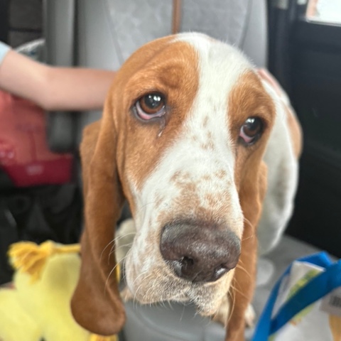 Lucy Lou