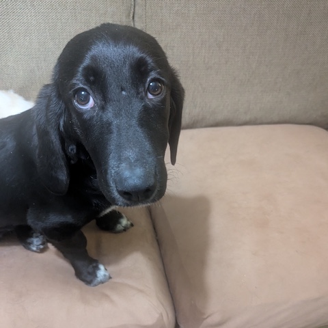 Maybelle1 Maybelle
