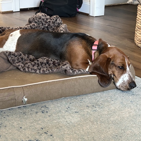 Sadie of Salisbury