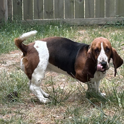 Sadie of Salisbury