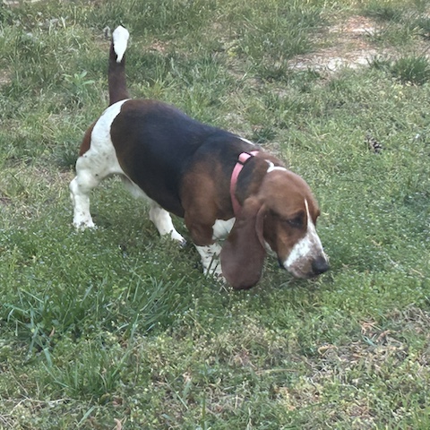 Sadie of Salisbury
